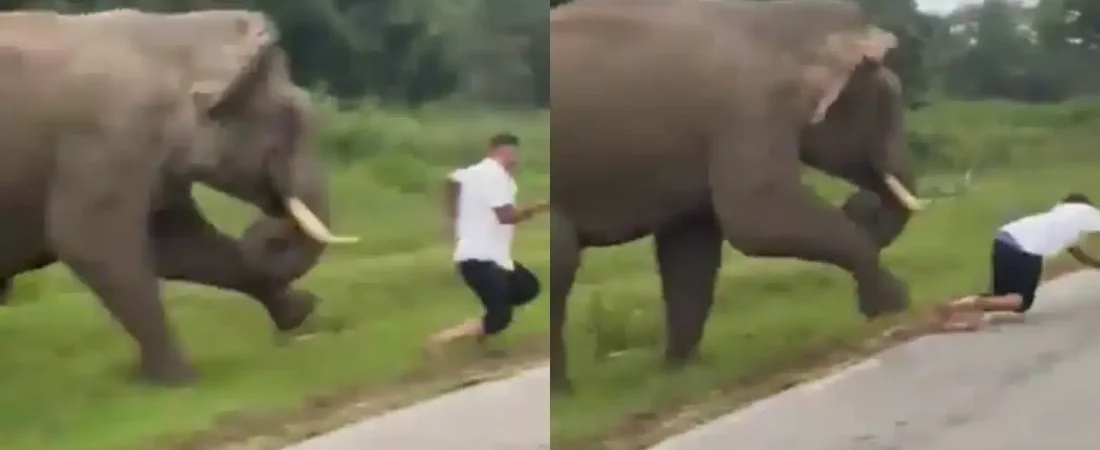 tourist-trampled-elephant-selfie--1536x806