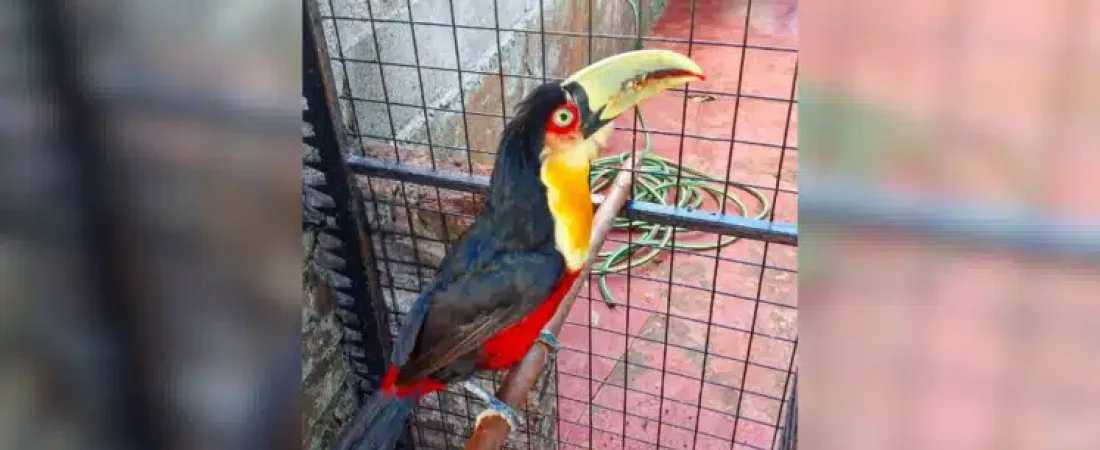 tucan-bicolor-misiones