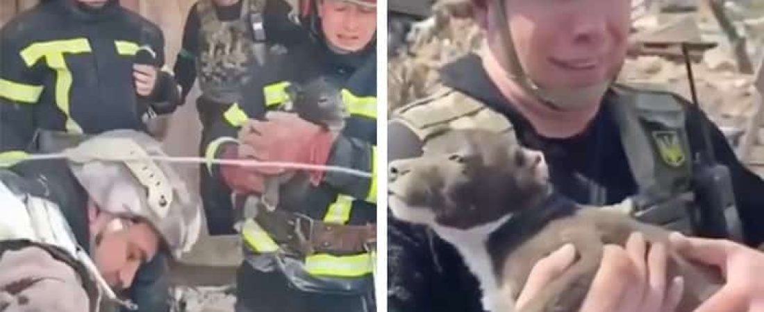 ukrainian-police-save-puppy-near-donetsk-4