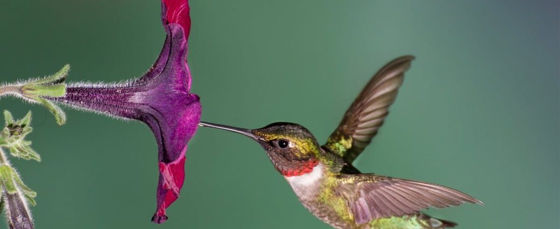 un-colibri-gorjirrubi_c52109b4_1200x630