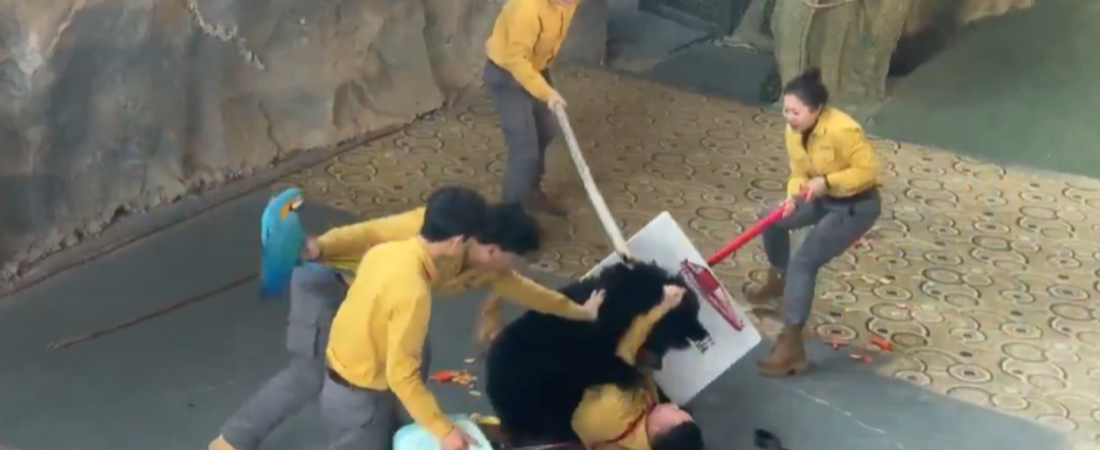 un-oso-ataco-a-su-cuidador-durante-show-en-china