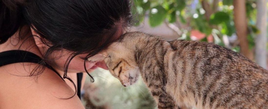 un_santuario_en_grecia_busca_voluntarios_para_cuidar_gatos_a_cambio_de_alojamiento_gratis_27889_orig