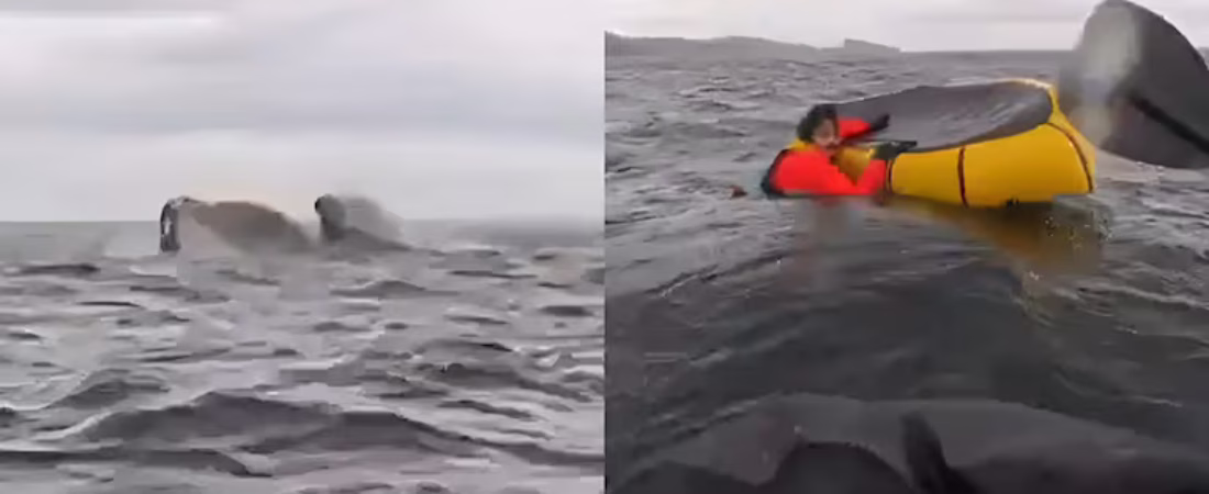 una-ballena-se-trago-a-un-joven-mientras-hacia-packrafting-y-lo-expulso-segundos-despues-I2EEMUNQZZBLJHF3HFN6MHTJNY