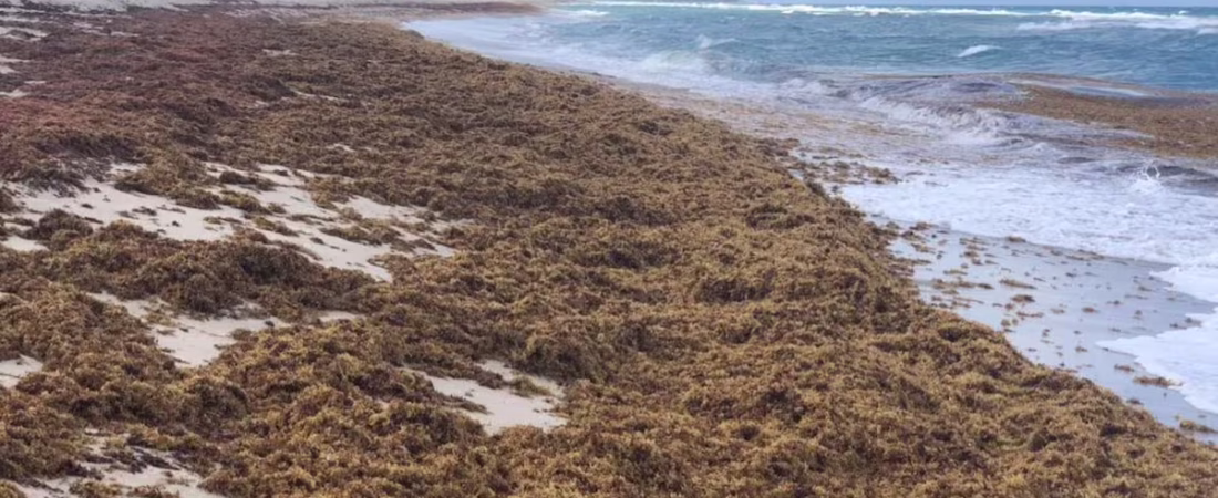 una-foto-muestra-sargazo-amontonado-en-una-playa-Q2PBVFPH6JEIJLF6VHDTHMIHA4