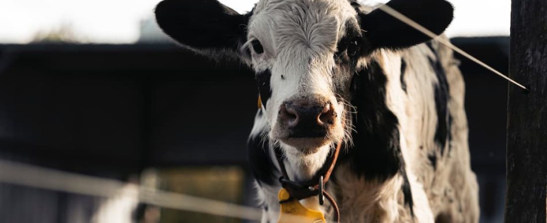 vaca