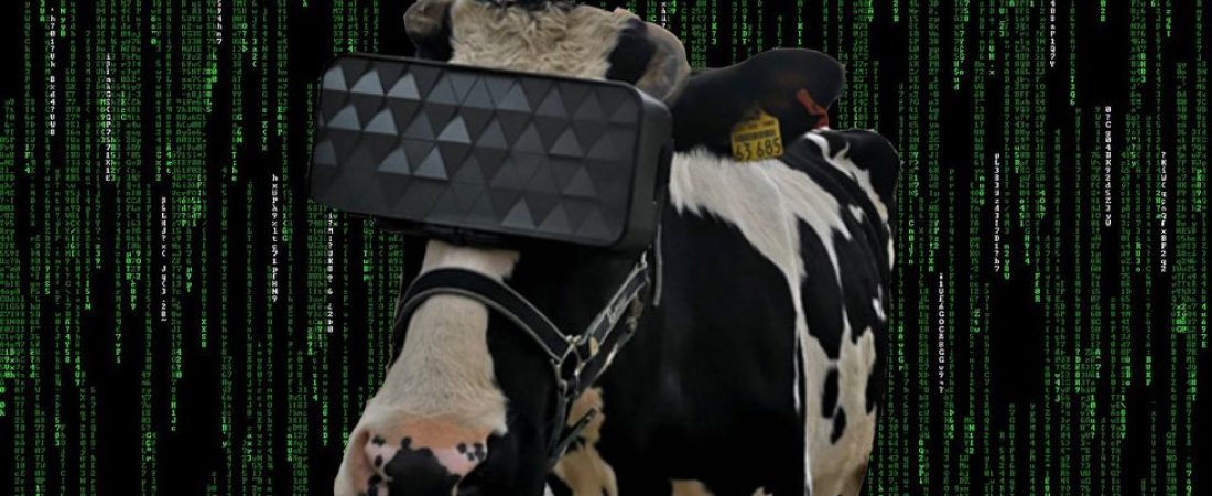 Les colocan lentes de realidad virtual a las vacas para que piensen que se encuentran al aire libre