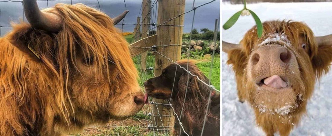 Estas imágenes de las vacas de las Tierras Altas de Escocia pueden ayudar a mejorar tu día