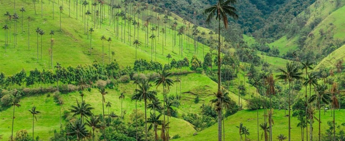 Senderismo en el Valle del Cocora