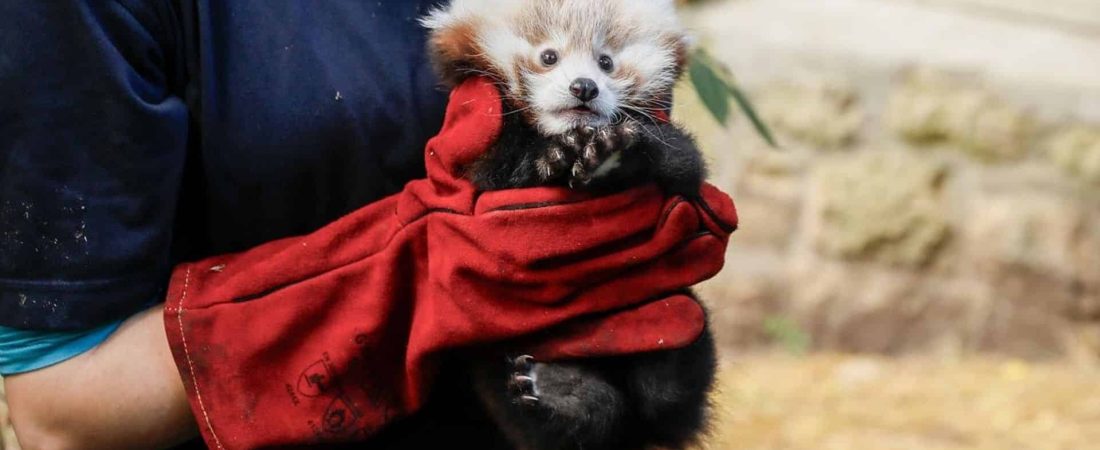 video-1272125-snapshot