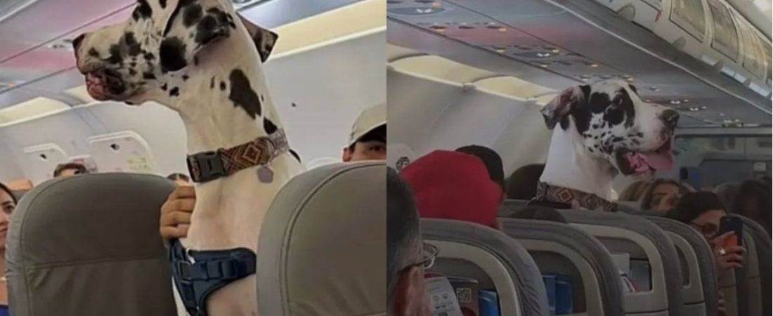 video-perro-avion-viva-aerobus-cdmx-puerto-vallarta