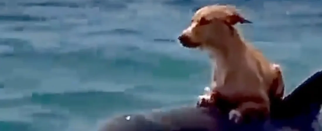 video-viral-increible-rescate-perro-delfin-caer-barco_98