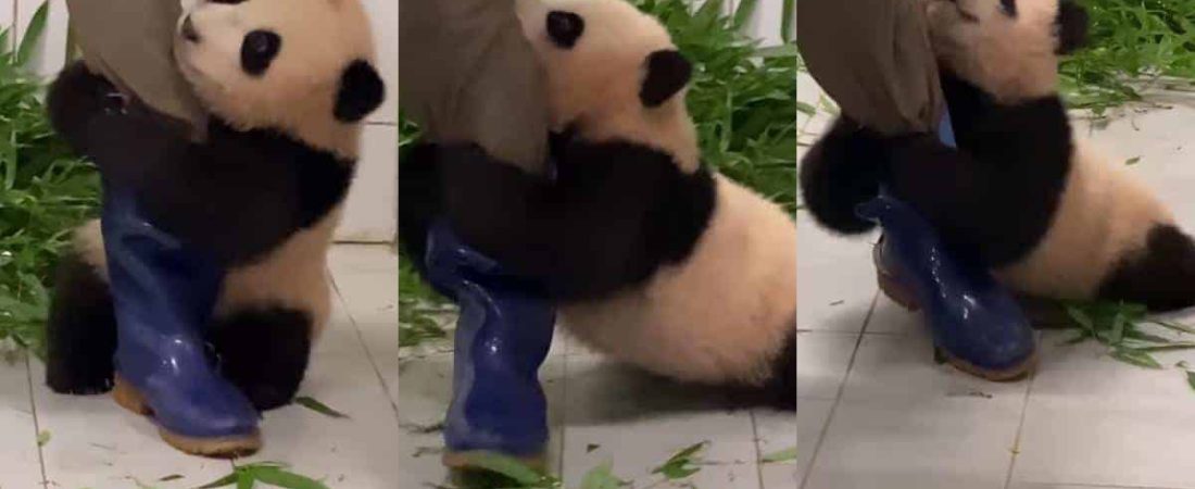 video viral oso panda cuidador