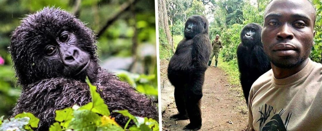 virunga