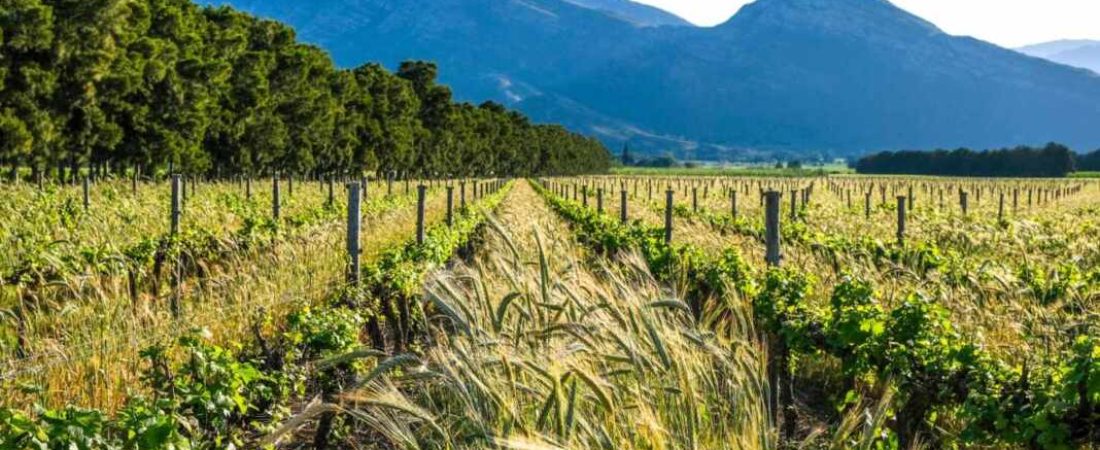 vivir-gratis-en-mendoza-vinedos-1068x708