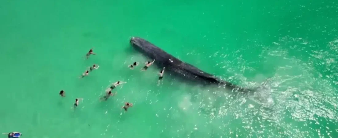 whale-perth-australia