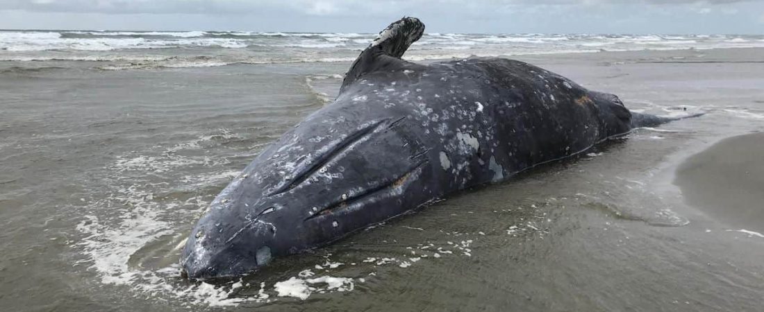 ballenas grises