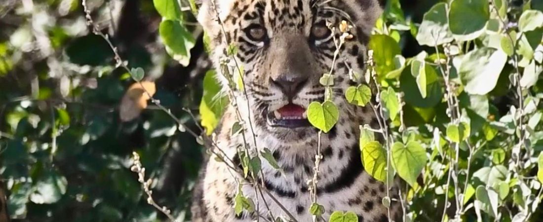 whatsapp-image-2026-02-05-at-09-14-28-69848a0ec0a9f406140696