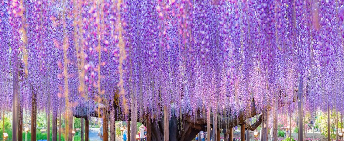 wisteria-tree-japan-2022-1