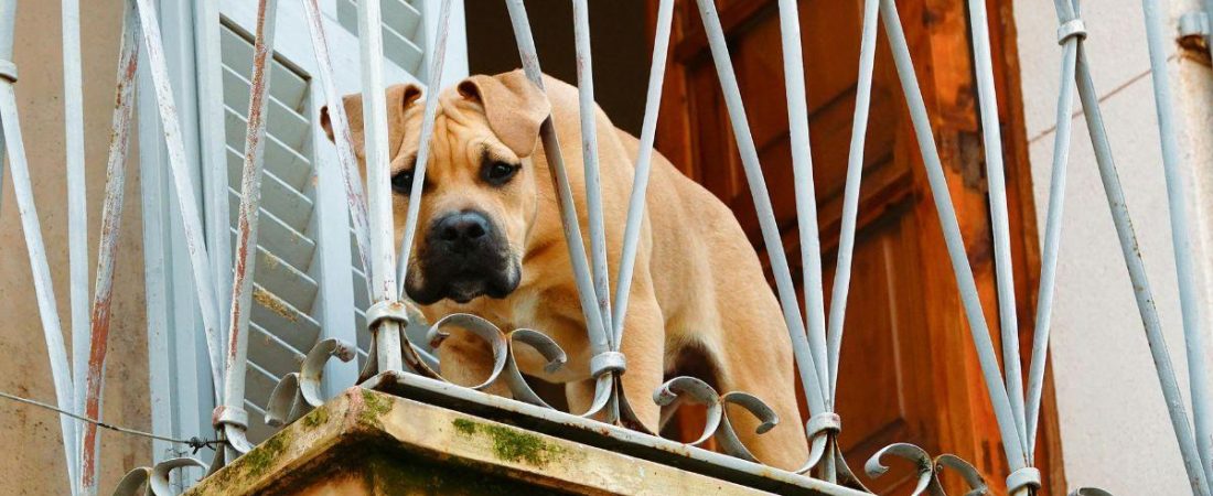 ya_ha_entrado_en_vigor_la_ley_de_bienestar_animal_prohibe_tener_a_perros_viviendo_en_terrazas_con_multas_de_hasta_200_000_euros_28355_1200
