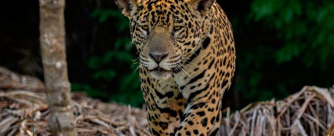 yaguarete-543950-055343