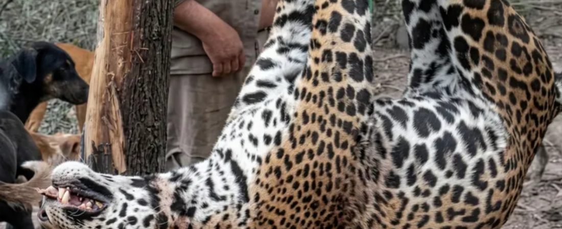 yaguareté muerto (2)