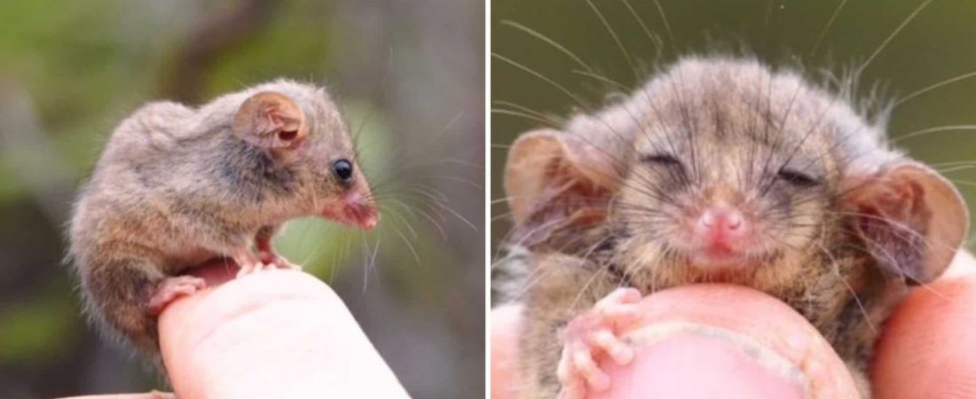 Australia: encontraron una zarigüeya pigmea en Isla Canguro y es la primera que se ve desde los incendios de inicios de 2020