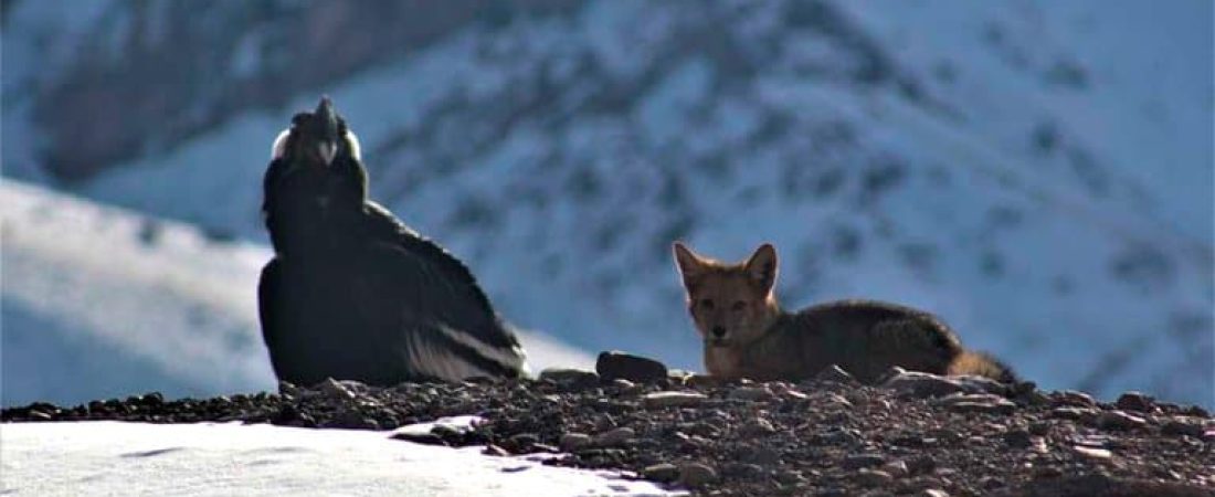 Guardaparques de la Dirección de Recursos Naturales y Renovables de Mendoza