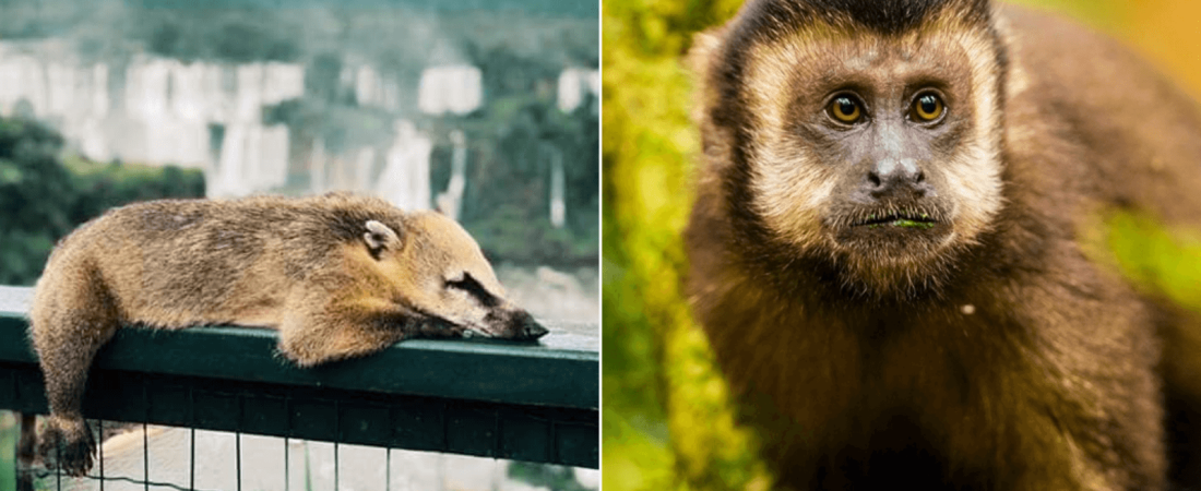 ¿Qué pasa con los animales silvetres mientras los humanos estamos 'encerrados' Hablamos con expertos y esto nos cuentan 4